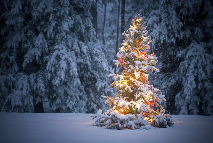 ปีใหม่ ระฆัง ริบบิ้น ต้นคริสต์มาส หิมะ . วอลล์เปเปอร์ HD