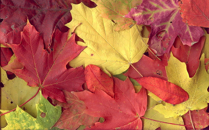 Alam, Musim Gugur, Daun, Maple, Vena Wallpaper HD