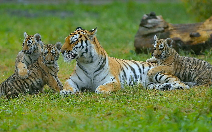 Tiere, Gras, Tiger, Raubtiere, Junge, Hinlegen, Liegen, Jungen HD-Hintergrundbild