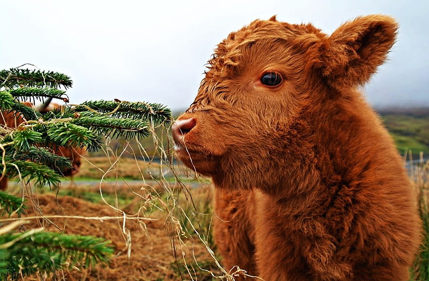 Highland Becerro, campos, lindo, ganado, naturaleza fondo de pantalla