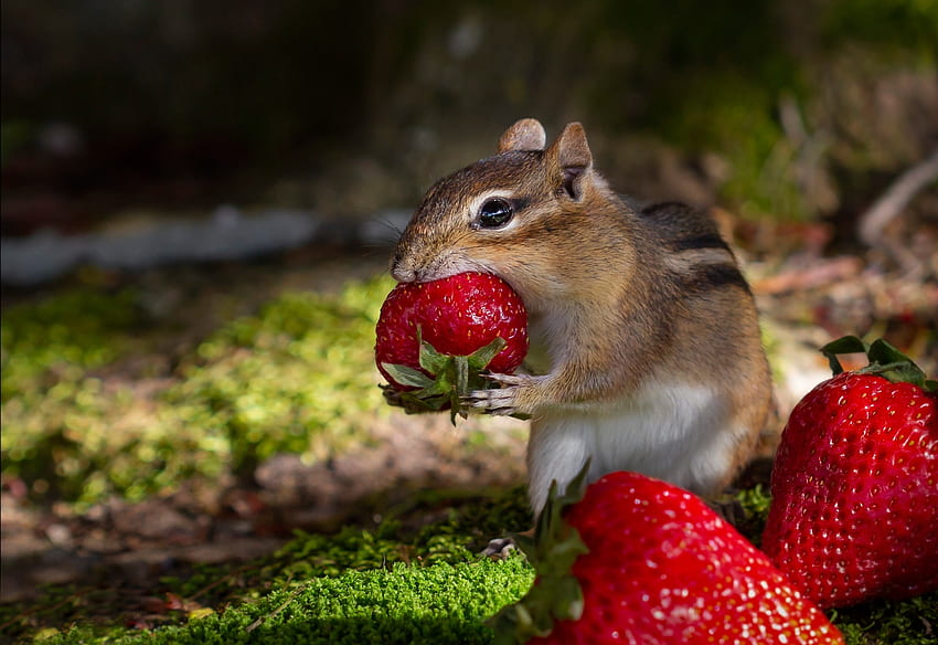 Chipmunk, strawberry, red, fruit, veverita cu falcute, squirrel HD wallpaper