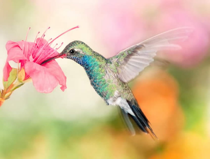 Broad Bill Hummingbird, fast, nature, bird, flower HD wallpaper