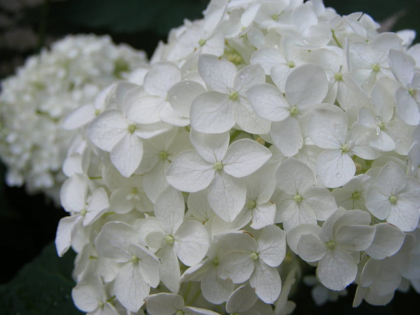 White hydrangea HD wallpaper | Pxfuel