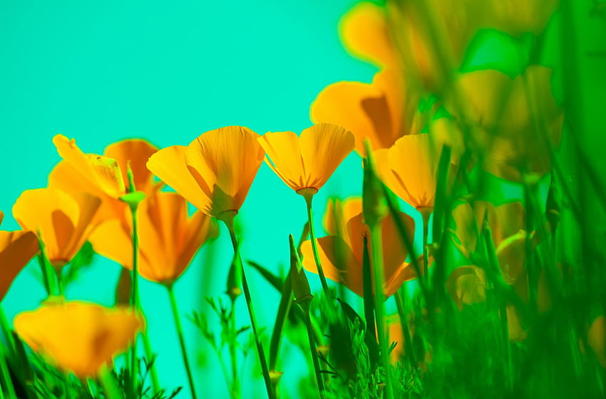 tulipanes amarillos, al aire libre, naturaleza, flores, color amarillo, tulipanes fondo de pantalla