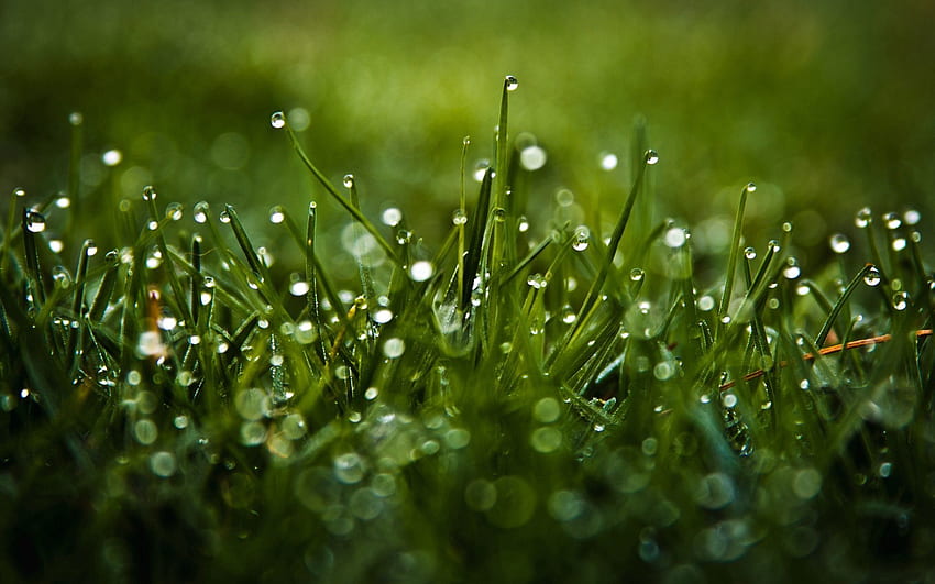 Grass, Drops, Macro, Glare, Dew HD wallpaper
