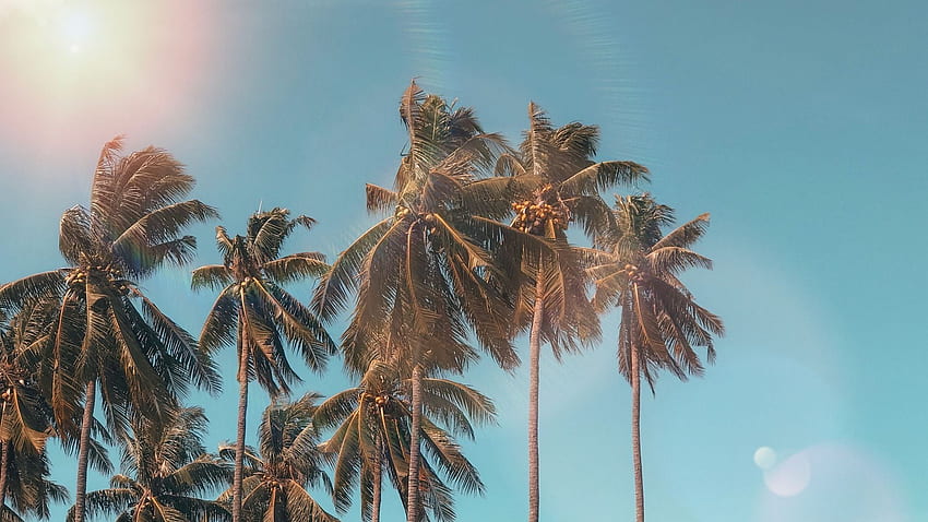 Хавайско лятно кокосово дърво, летни палми HD тапет