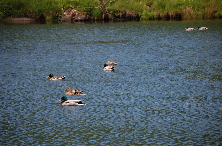 Wasservögel, Enten, Wildtiere HD-Hintergrundbild