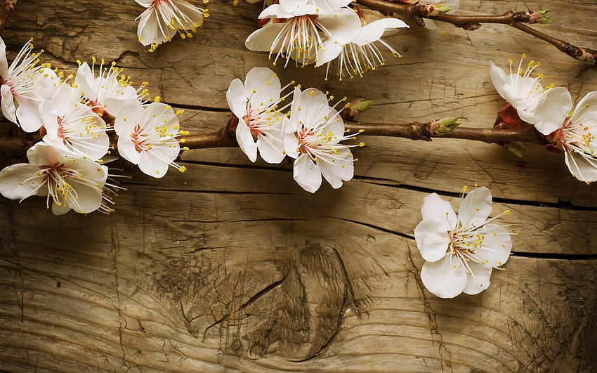 Latar Belakang Bunga Musim Semi, Musim Semi Antik Wallpaper HD