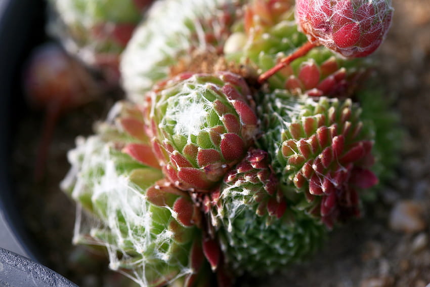 Blume, Makro, Kaktus, Dornen, Stacheln HD-Hintergrundbild