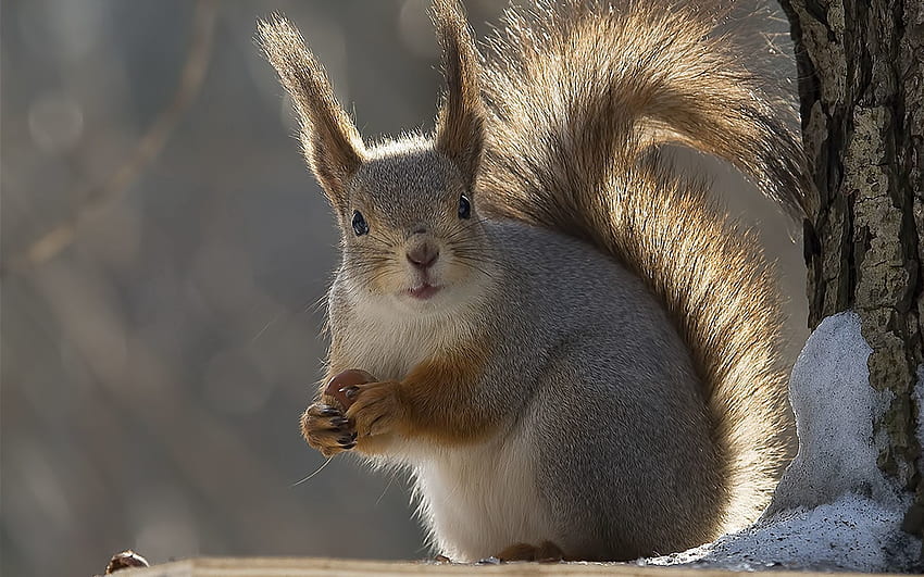 Tiere, Winter, Eichhörnchen, Schwanz HD-Hintergrundbild