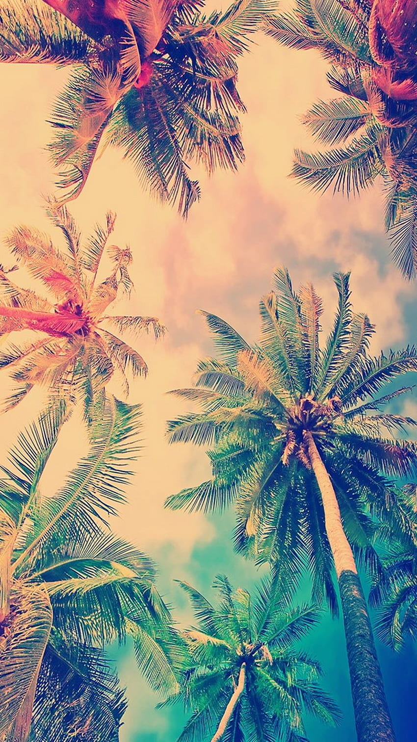 Page 4 | tree coconut HD wallpapers | Pxfuel