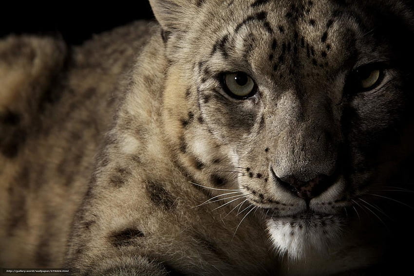 léopard des neiges, once, chat sauvage, vis Fond d'écran HD