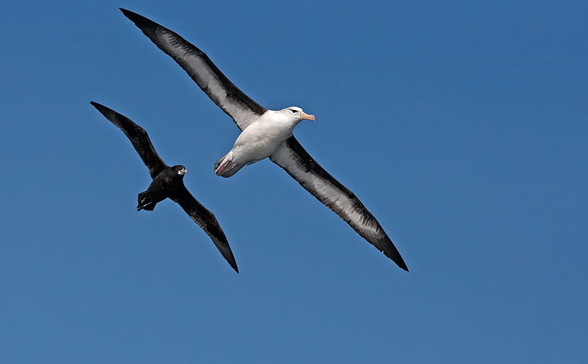 Albatros, Seevogel, Vogel, Vögel / und mobiler Hintergrund HD-Hintergrundbild