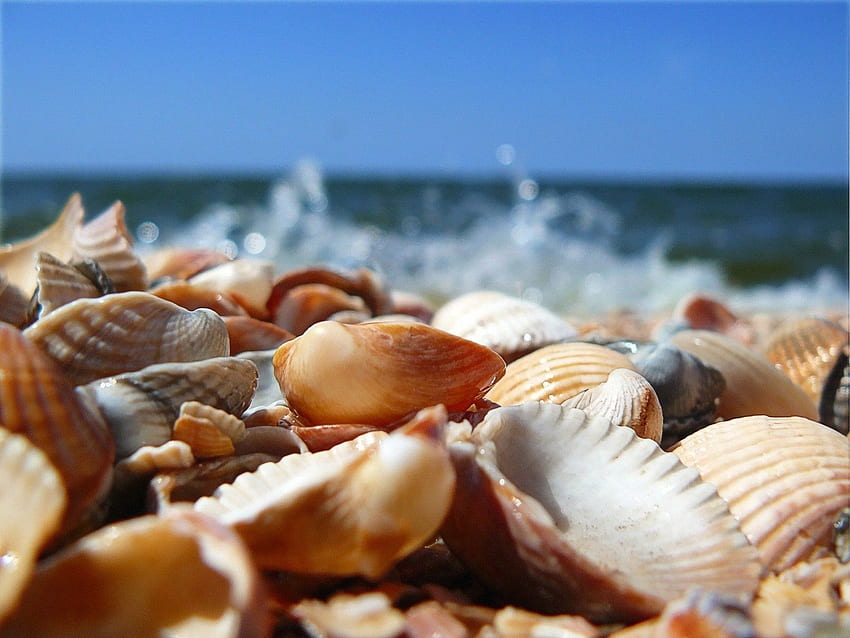 Sea, Shells, Shore, Bank, Macro, Diversity, Variety HD wallpaper