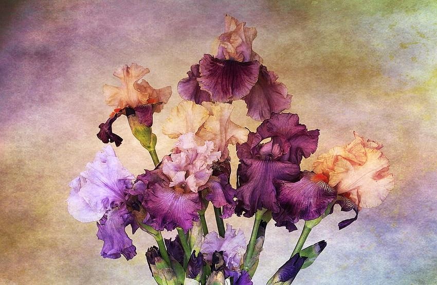 Flowers, Background, Bouquet, Irises HD wallpaper