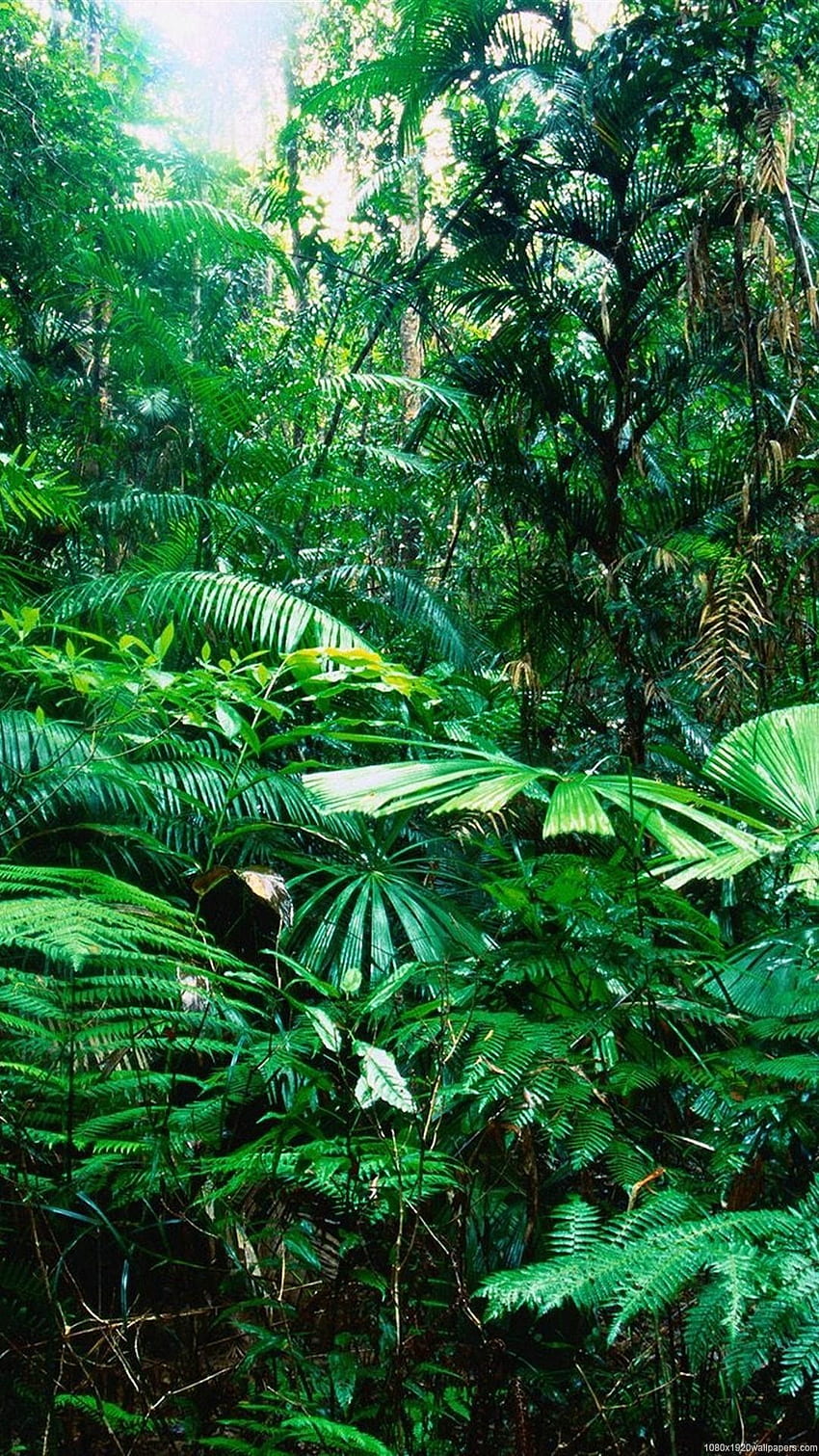 Tropikalny las deszczowy — biom tropikalnych lasów deszczowych — i tło Tapeta na telefon HD