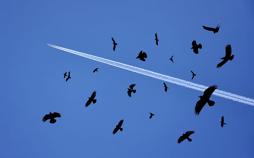Zwierzęta, ptaki, niebo, lot, stado Tapeta HD