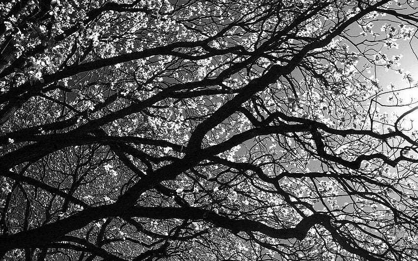 natureza, madeira, árvore, ramos, ramo, preto e branco papel de parede HD