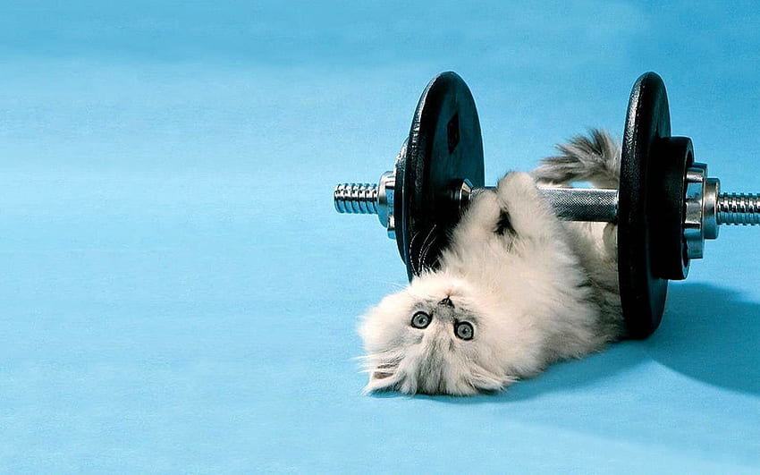 1920x1080px, 1080P Free download | Cat Funny Animal . Cat In, Funny Gym ...
