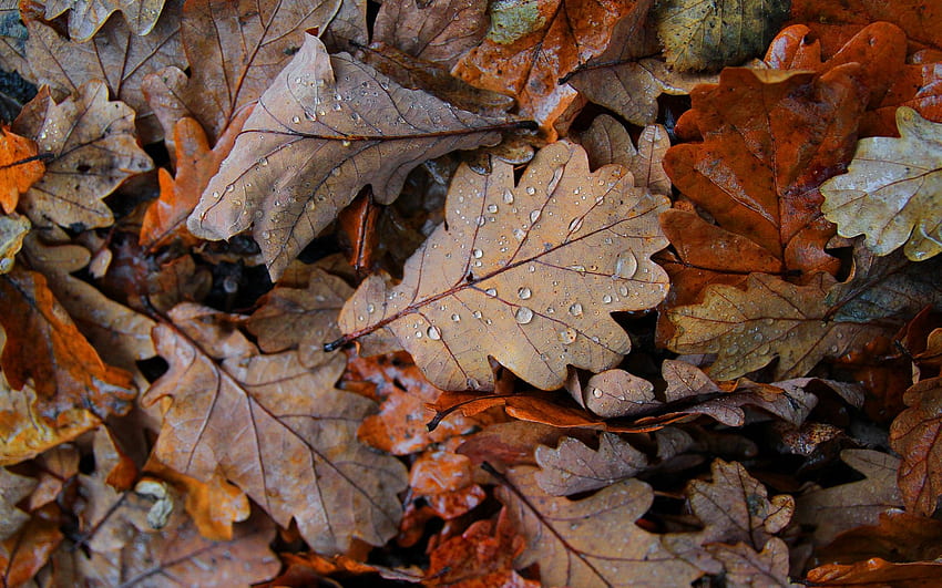 Autumn leaves, brown, drop, autumn, texture, leaf, orange, water, toamna, frunze HD wallpaper