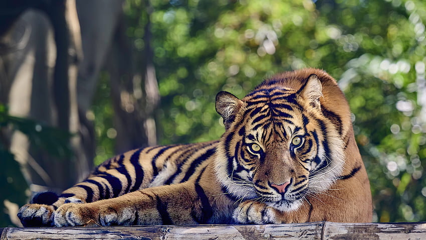 เสือ สีน้ำตาล สีดำ ลายทาง สัตว์ จ้องมอง ดู สีขาว ต้นไม้ กิ่งไม้ เขียว เบลอ โบเก้ เสือพื้นหลัง วอลล์เปเปอร์ HD