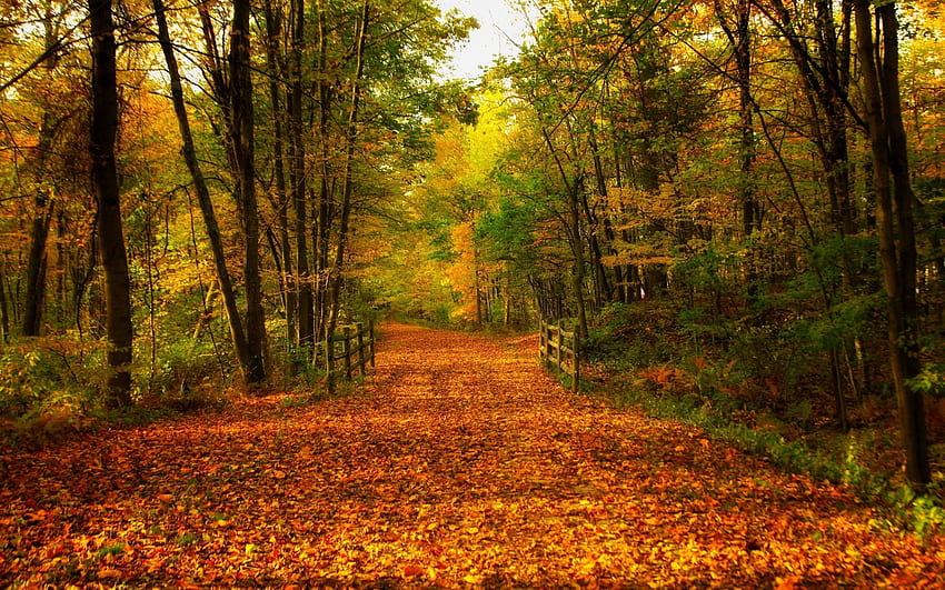 Jesienny spacer po parku, kolory, drzewa, liście, upadek, droga Tapeta HD