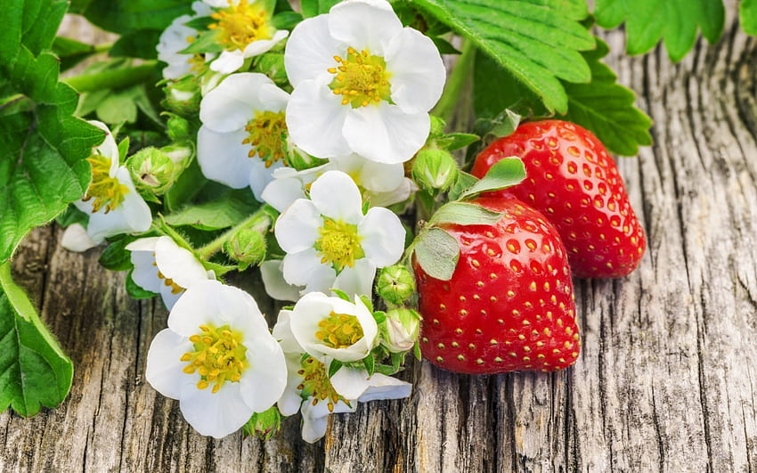Strawberries, sweet, white, strawberry, dessert, food, wood, flower, green, yellow, red, fruit HD wallpaper
