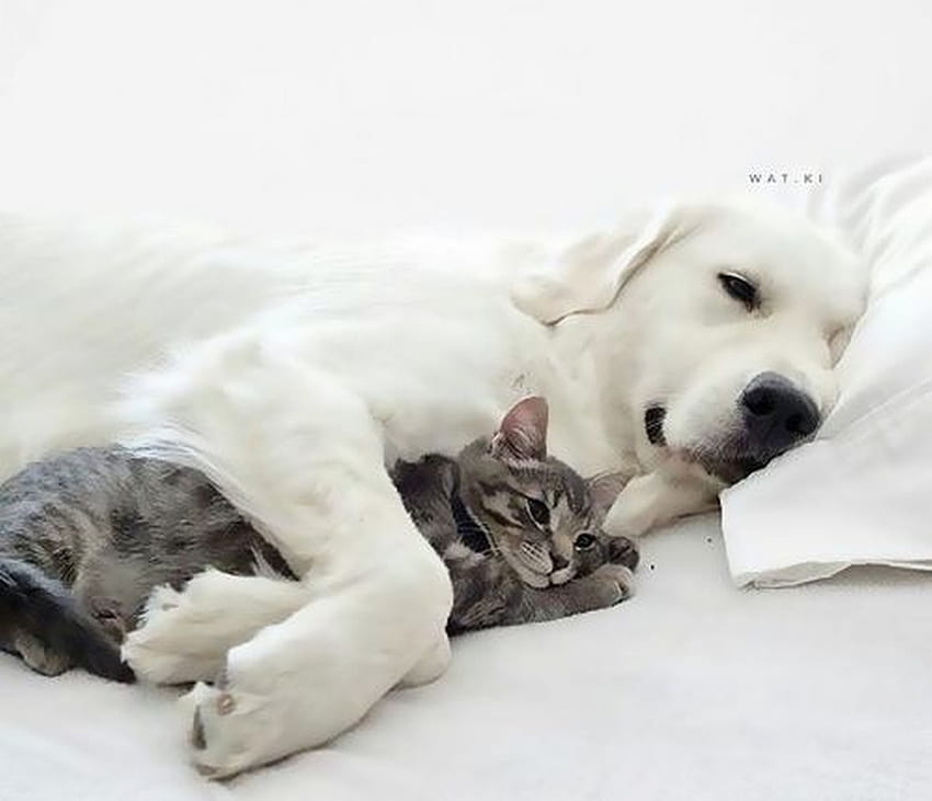 ღ❤ღ, binatang, anjing, imut, kucing, cantik Wallpaper HD