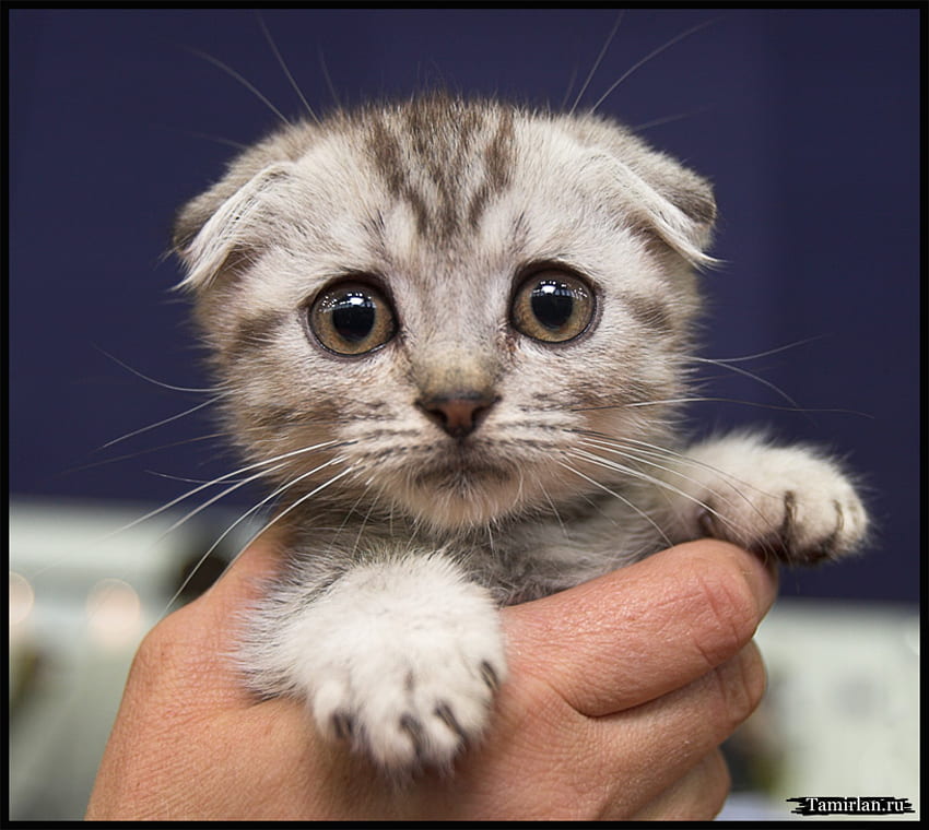 VERY YOUNG KITTY LOOKS SCARED TO DEATH, somewhat, adorable, scared, bashful HD wallpaper