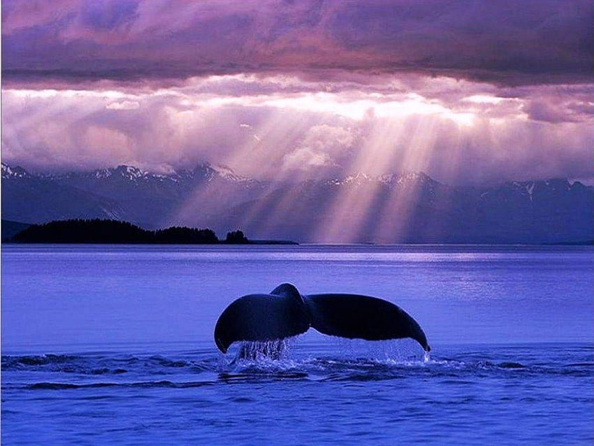 Whale, Cute Purple Whale HD wallpaper | Pxfuel