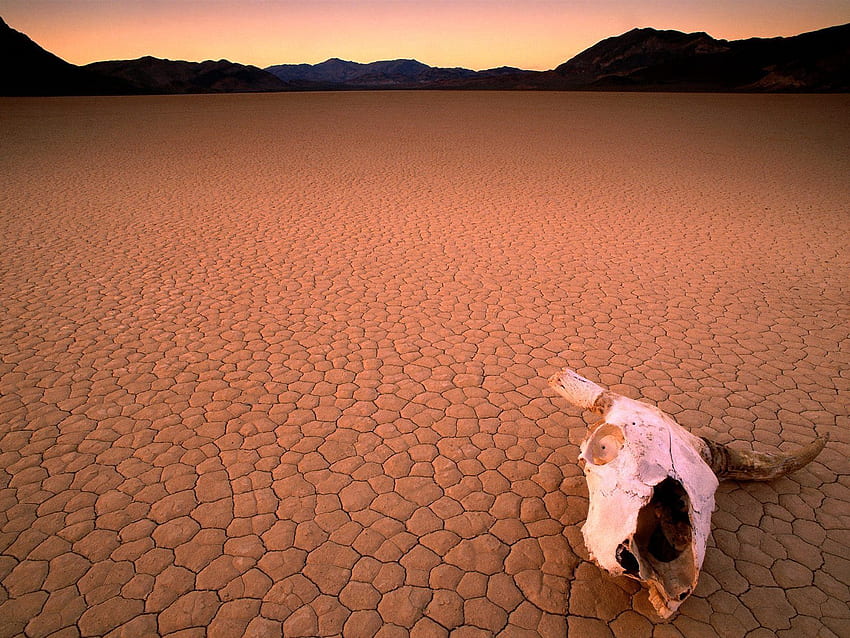 자연, 사막, 머리, 뼈, 두개골, 가뭄 HD 월페이퍼