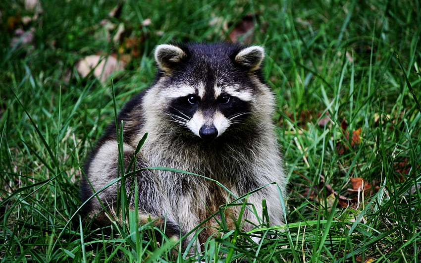 Animals, Raccoons HD wallpaper