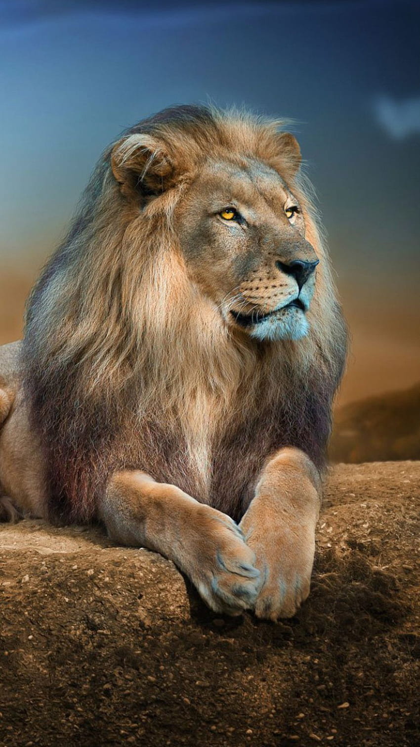 Lew 2 w rozdzielczości. Lew, grafika lwa, dziki lew, piękne lwy Tapeta na telefon HD