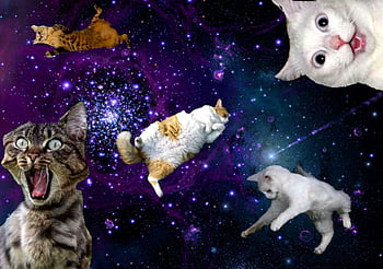 galaxy cat background tumblr
