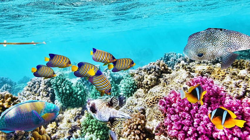 Great Barrier Reef 8 - 1600 X 900 HD wallpaper | Pxfuel