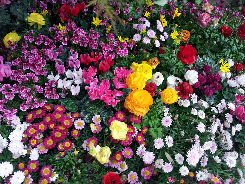Kwiaty, Klomb, Kwietnik, Flora Tapeta HD