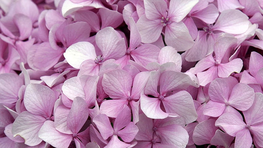 Pink Hydrangea Flowers, Purple Hydrangea HD wallpaper