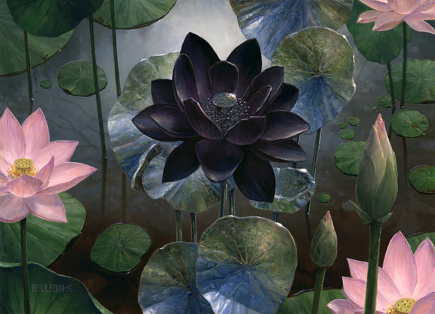 Loto negro, arte de la flor de loto fondo de pantalla