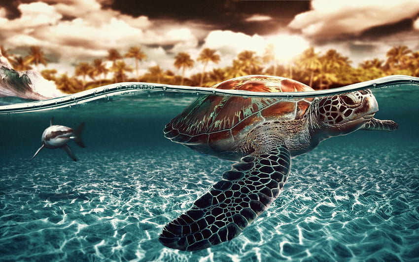 Fond de tortue de mer, tortue de natation Fond d'écran HD