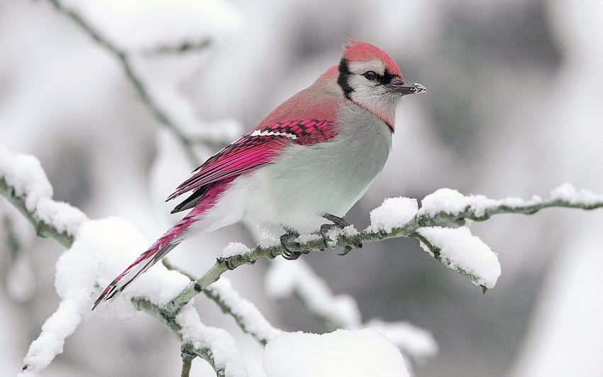 Beautiful bird, winter, bird, snow, red, trees, cardinal HD wallpaper