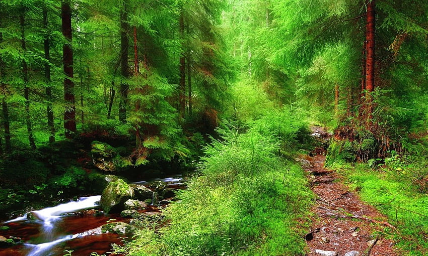 Natur Wald Bäume Kleiner Fluss Steine ​​Pfad q, Riesenbaum HD-Hintergrundbild