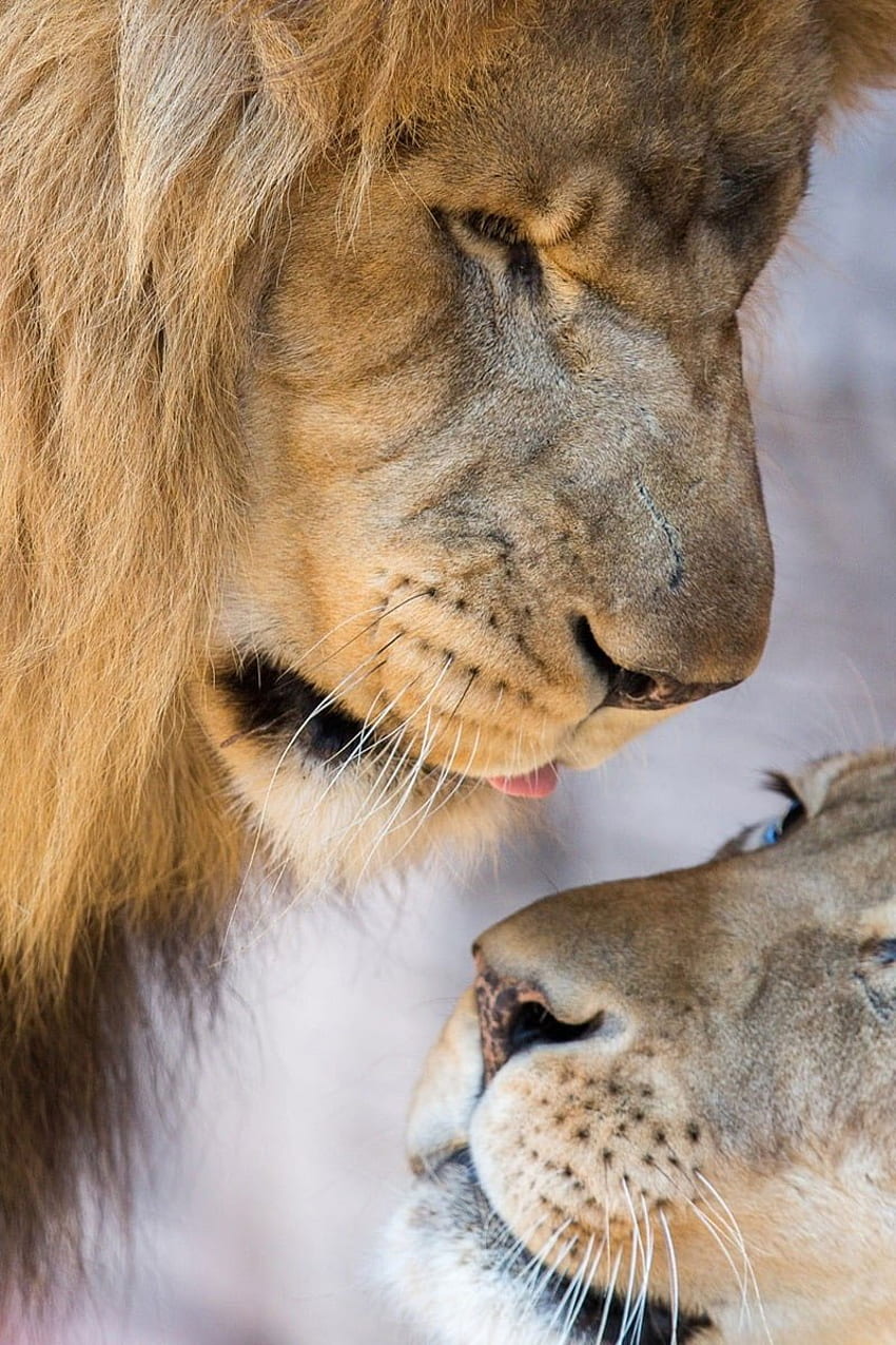 Lion , lioness, love, couple, lion and cub • For You For & Mobile, Two Lions iPhone HD phone wallpaper