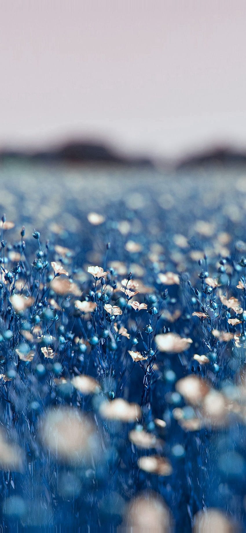 ทุ่งดอกคอสมอสสีน้ำเงิน ฤดูใบไม้ผลิ ธรรมชาติ iPhone X ดอกไม้ฤดูใบไม้ผลิสีน้ำเงิน วอลล์เปเปอร์โทรศัพท์ HD
