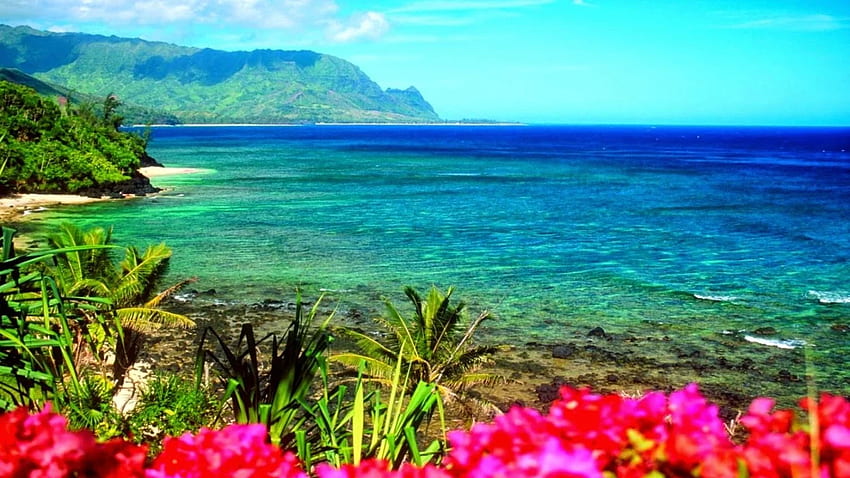 하와이 해변 배경 줌, 줌 배경 HD 월페이퍼