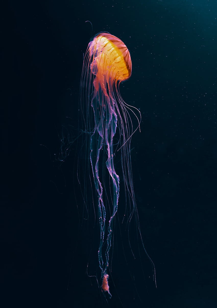 Jellyfish [], Dark Jellyfish HD phone wallpaper