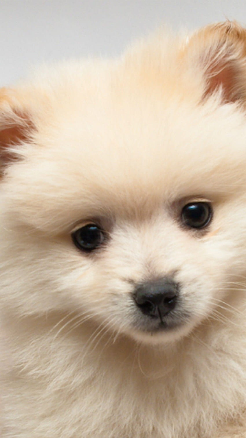 iPhone Cute Puppies Dog - White Teacup Cute Pomeranian - & Background, Pomeranian Puppy HD тапет за телефон