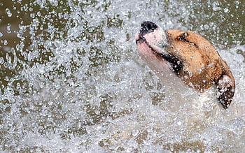 Animals, Water, Dog, Spray, Labrador, To Swim, Swim HD wallpaper | Pxfuel