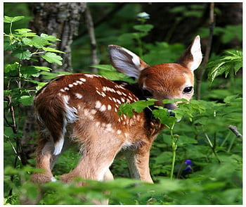 Baby deer HD wallpapers | Pxfuel