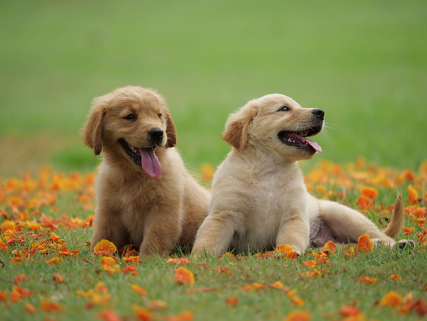 Animal, Baby, Dog, Golden Retriever, Pet, Puppy - Cute Little Dogs Retrievers - -, โกลเด้น รีทรีฟเวอร์ ลูกสุนัข วอลล์เปเปอร์ HD
