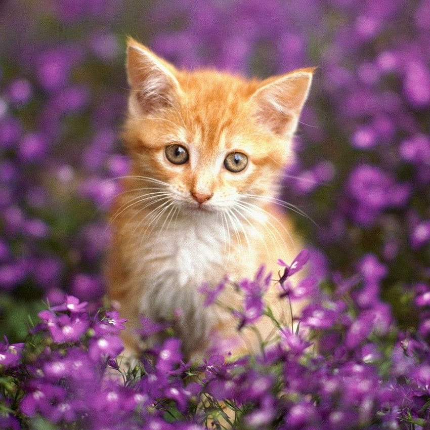 Cute Cat With Flowers - - HD phone wallpaper | Pxfuel